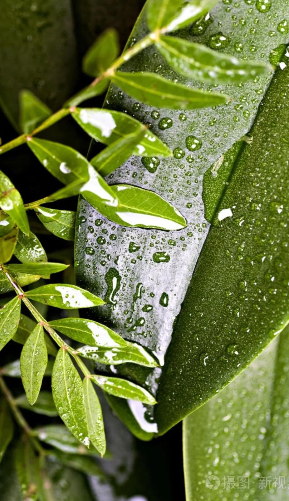 △△新秋听雨△△
🌧🍎🍃🍒
敲物雨有音，韵律耳听真。
叶弹声清翠，弦响奏