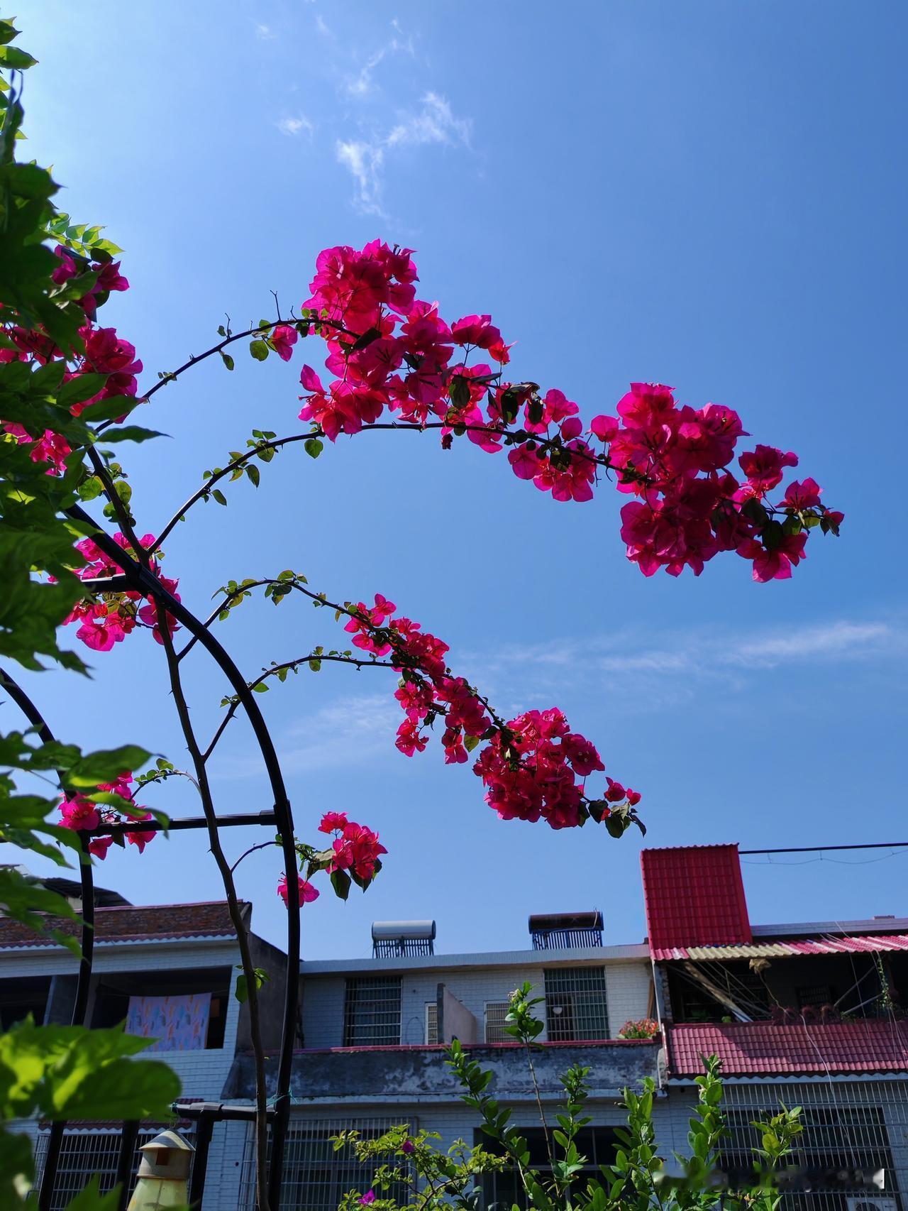 屋顶花园与菜园现状
1、三角梅开得很艳
2、蓝莓快要成熟了
3、绣球花正在开放