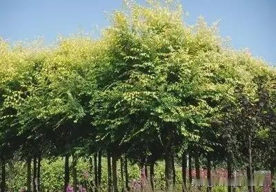 权力的任性？江苏溧阳，一农户承包了8亩多的土地种苗木，苦心经营多年，眼瞅着能盈利