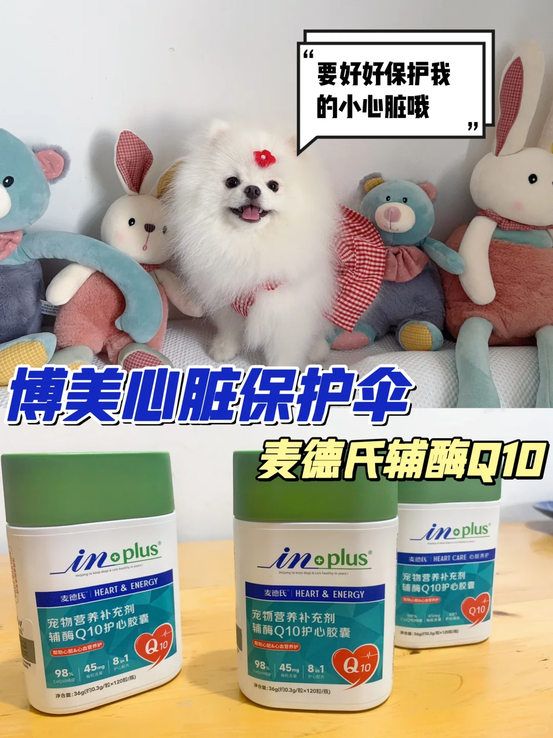 养博美的家长注意！狗狗心脏养护要重视起来！