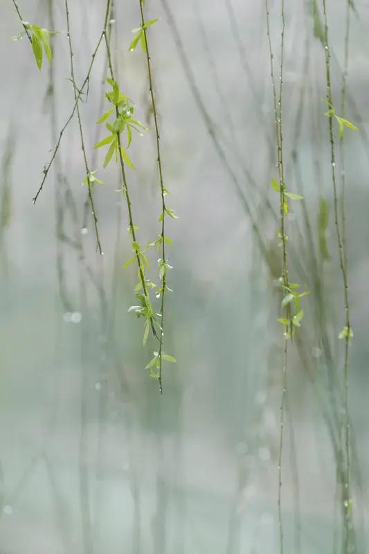 不得不承认，谷谷这首诗着实令人叫绝！一帘春雨，刹那间便将春日里那股思念之情渲染到