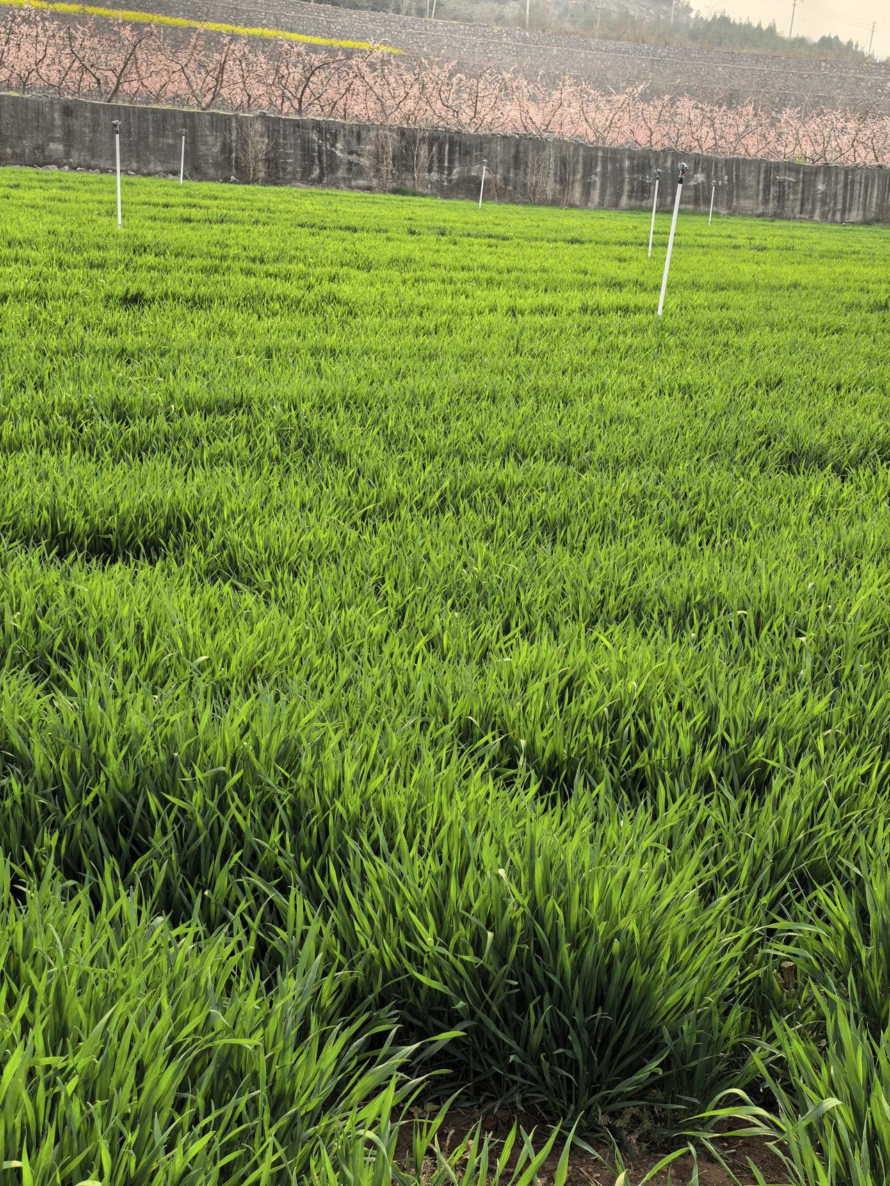 吃饭问题永远都是头等大事。
中国人的饭碗要牢牢端在自己手里，饭碗里还要装中国的粮