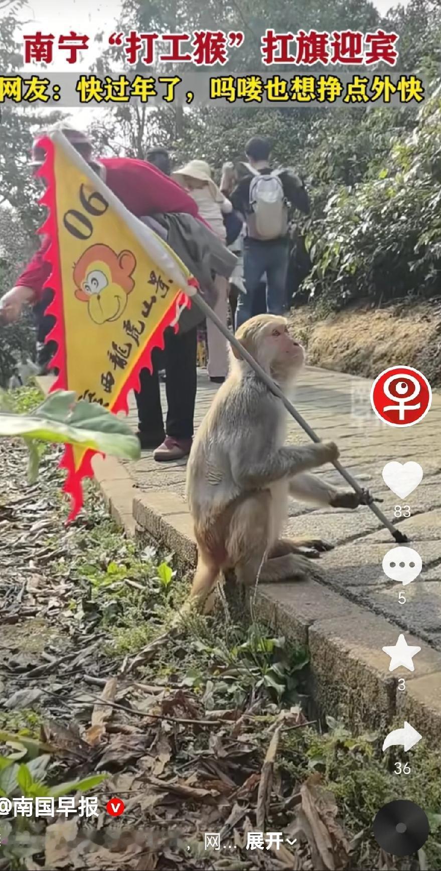 近日在广西南宁龙虎山景区，有网友拍摄了一段短视频，一猴子扛着景区旗帜在游客步道旁