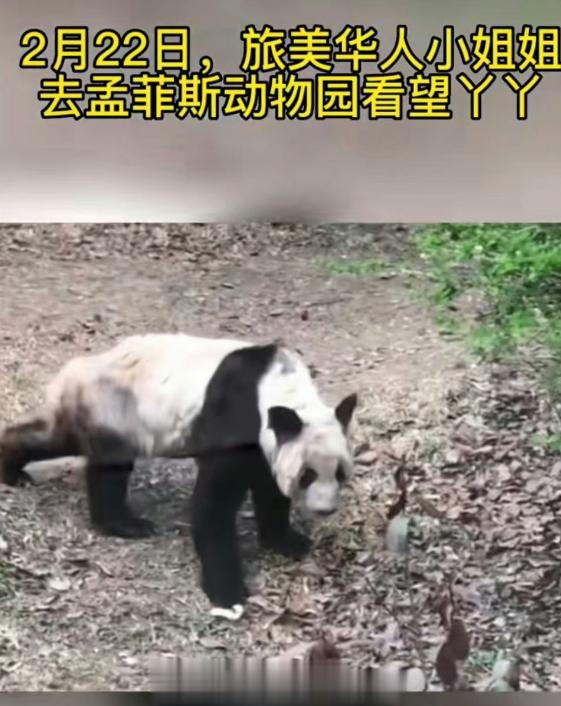 #丫丫小脸圆到一眼没认出来# 丫丫恢复过来了，说吃不胖的身体吃胖，说遗传治不好的