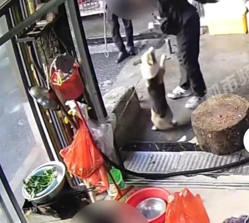 柯基犬多次咬人被主人弃养，主人说，当时他差点咬到一个小孩，
并且把主人的鞋子都咬