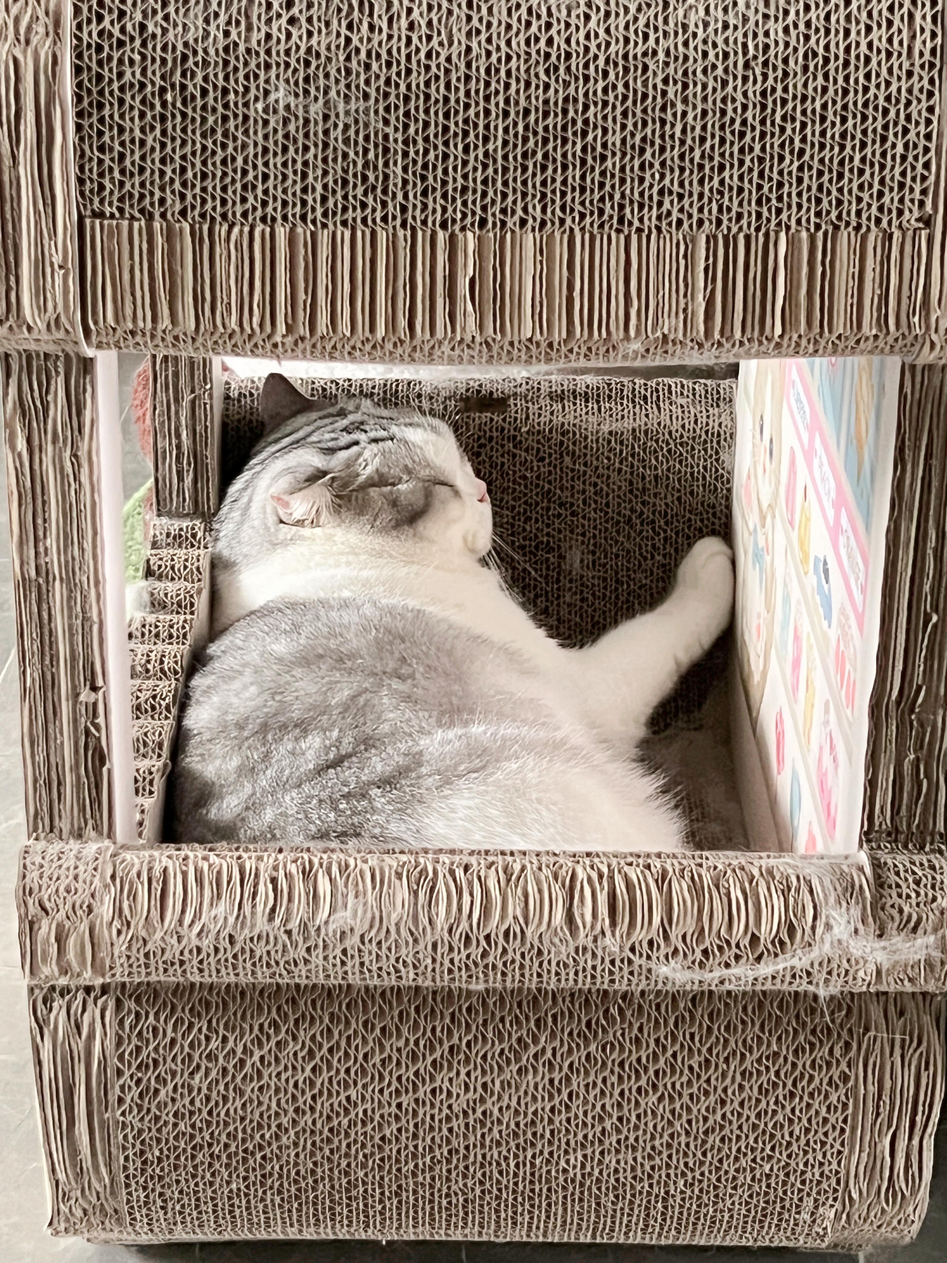 端午假期第二天：睡一整天的觉。#喵趣横生# ​​​