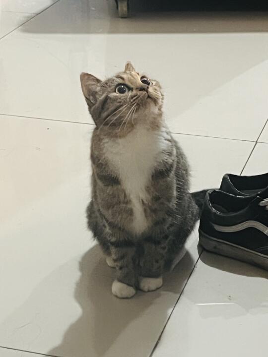 救命！这猫怎么自带美瞳效果啊👀