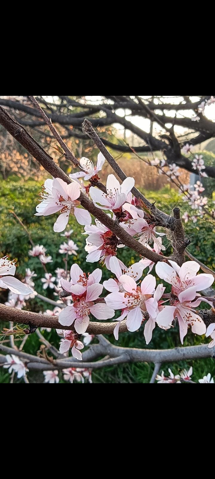 大明宫的山桃花