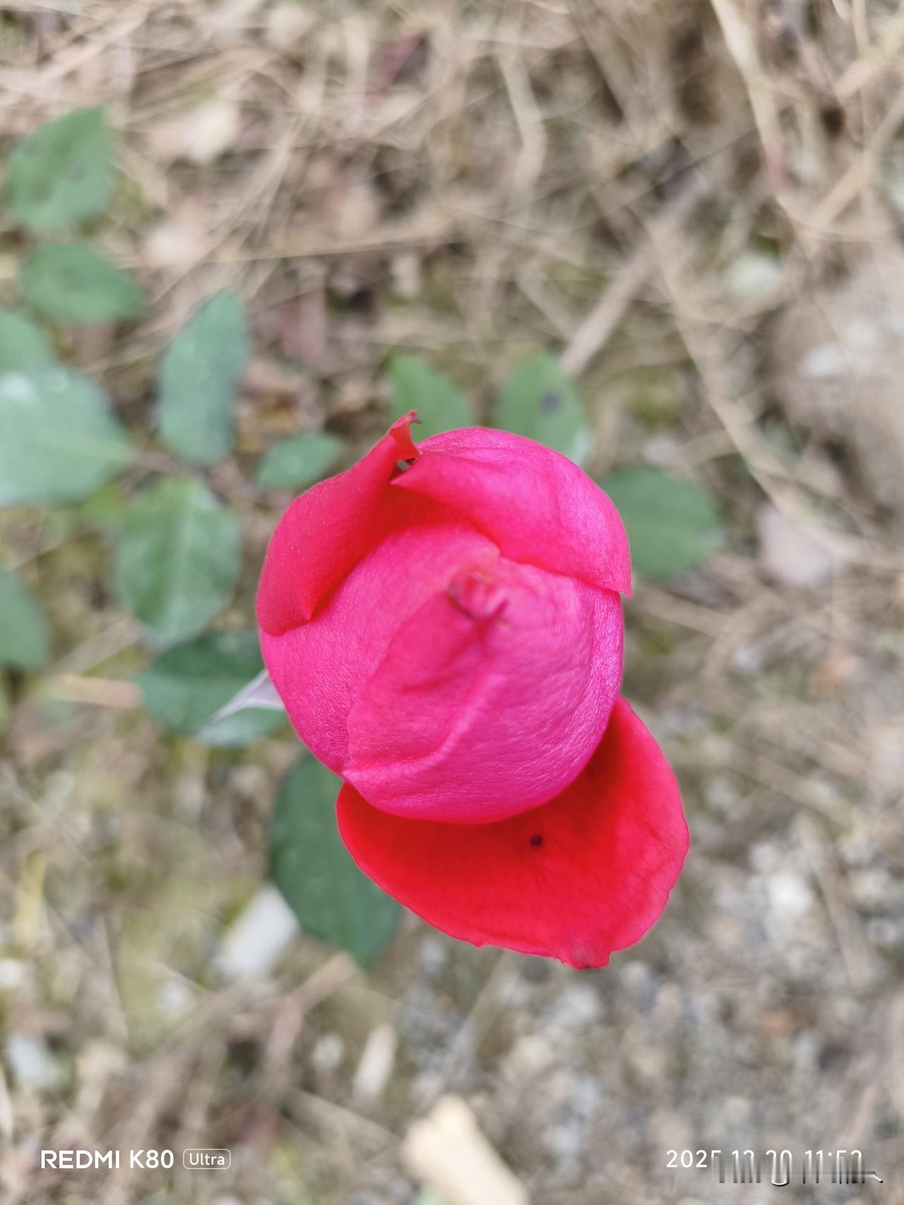 娇艳欲滴的玫瑰，绽放在自然中。