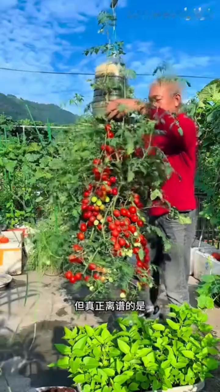 反种西红柿。
这可能是世界上最聪明的人。别人种西红柿都是往土里埋，但他偏偏反着来
