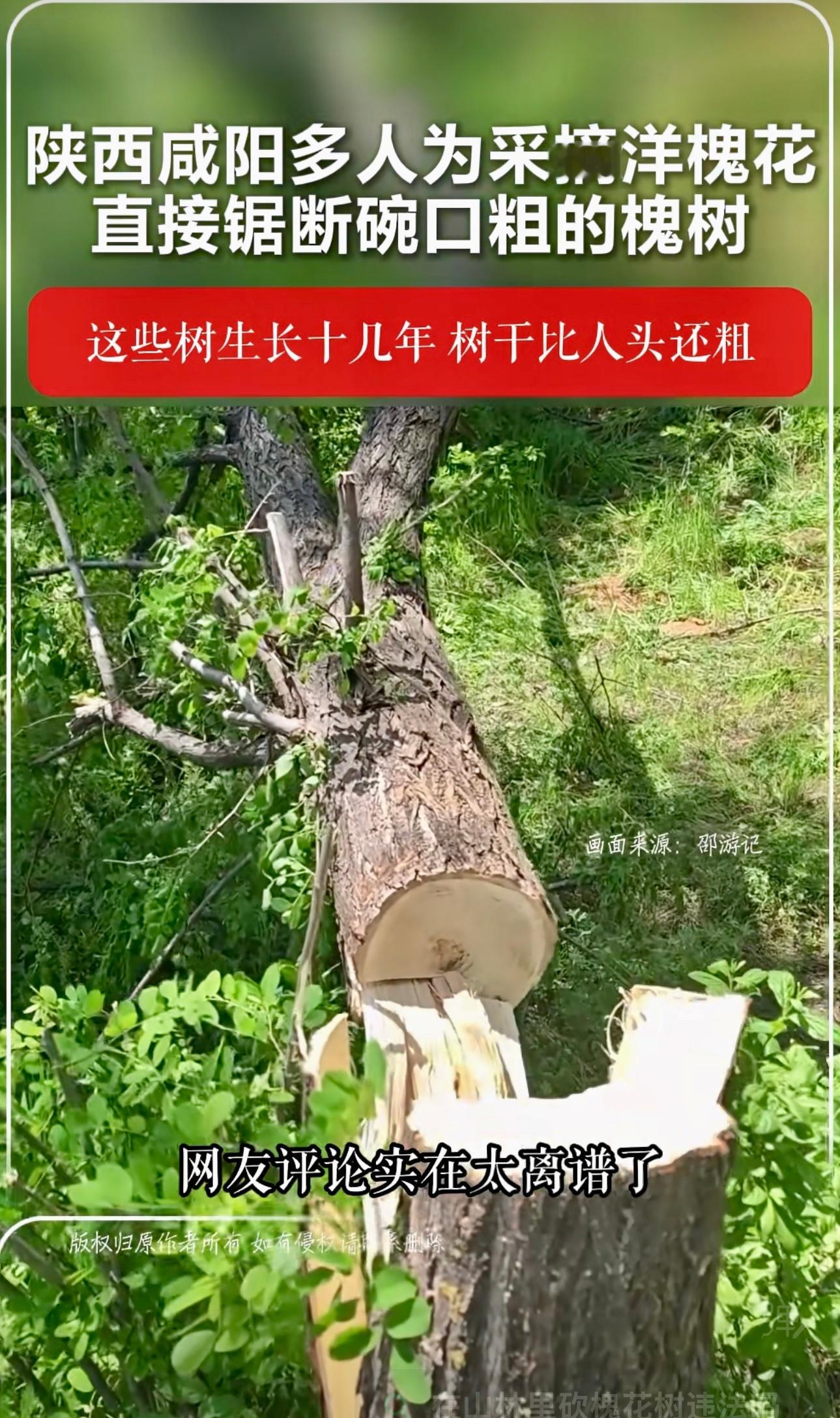 陕西砍断几十颗槐树只为摘洋槐花。男子山里航拍偶然发现，多人砍断槐树只为摘洋槐花。