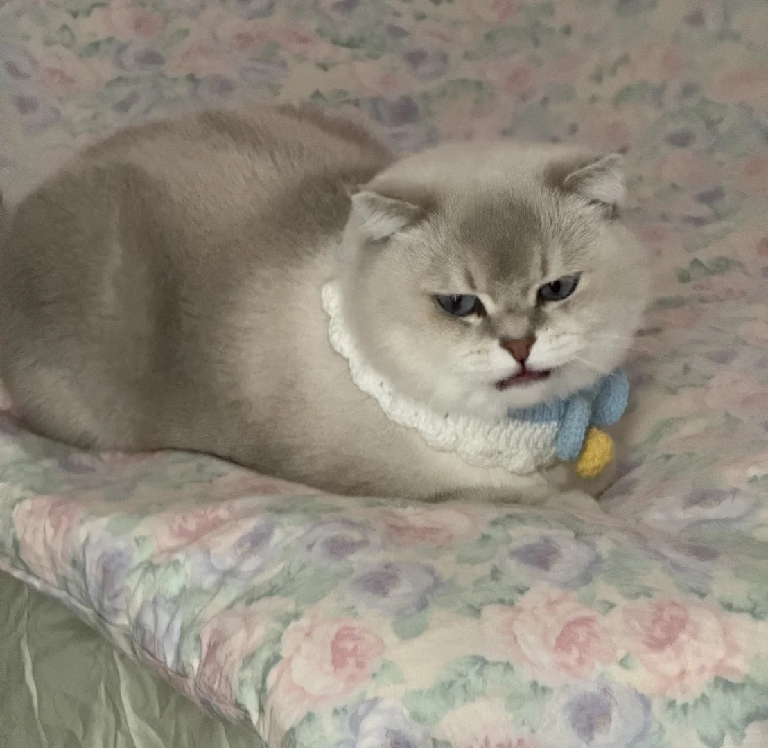 小猫的照片一张也舍不得删，哪怕他骂骂咧咧