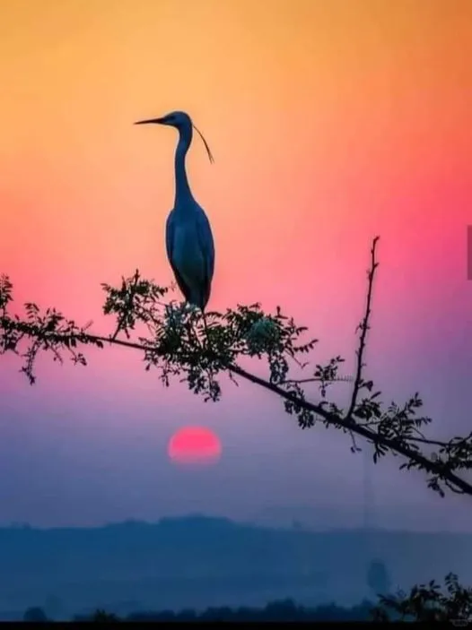 美图欣赏——仙鹤迎晨曦 - 自然的宁静之美