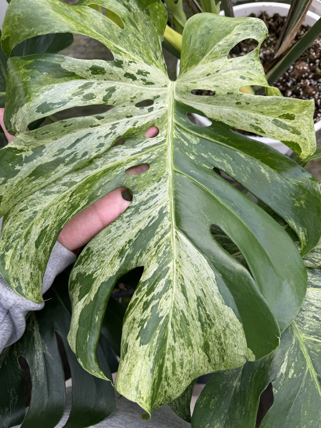 惊艳绝绝的泼墨龟背竹