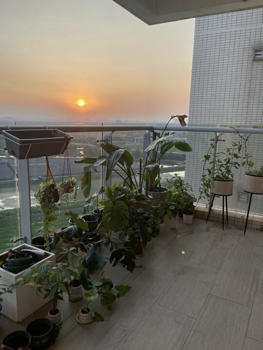 阳台的风景，真的太治愈了！