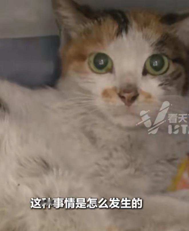“奇迹！”一只中国小猫被意外运到美国，在无食无水的情况下居然生存了三周，而且看起