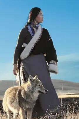 女画家李微漪说，野狼和藏獒，本来是水火不容的天敌，可是我把格林带到獒场，它们从敌