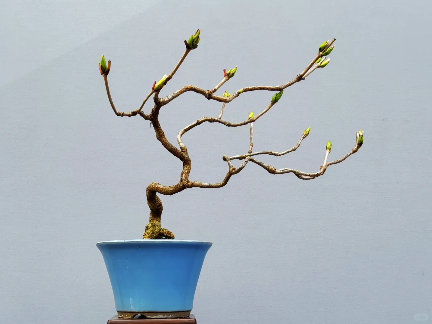 这是什么植物😂日本老爷子就只说是杂木
