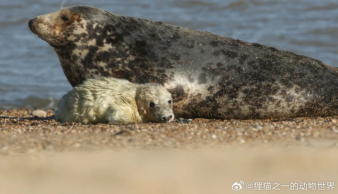 塞布尔岛海豹宝宝的神秘死亡，持续了几十年位于新斯科舍省海岸附近的塞布尔岛是世界上