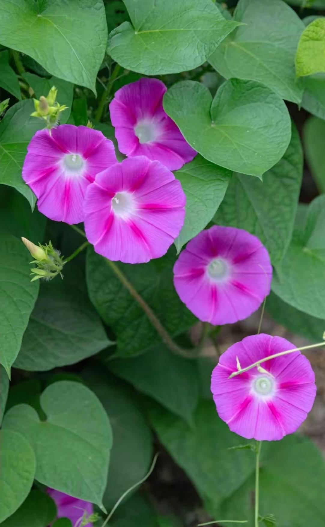 百花争芳艳