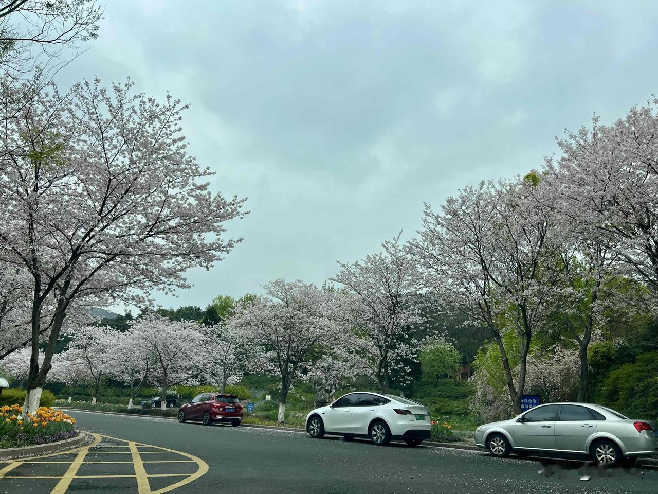 中午在宜兴的一家单位食堂用餐，饭后散步，徜徉于花海之中。在暖阳与花香里舒展心绪，