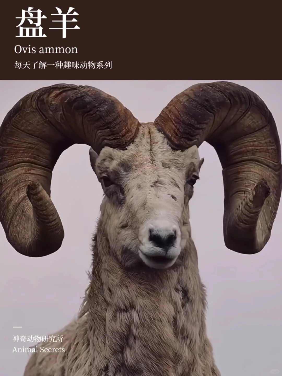 每天了解一种趣味动物👀盘羊