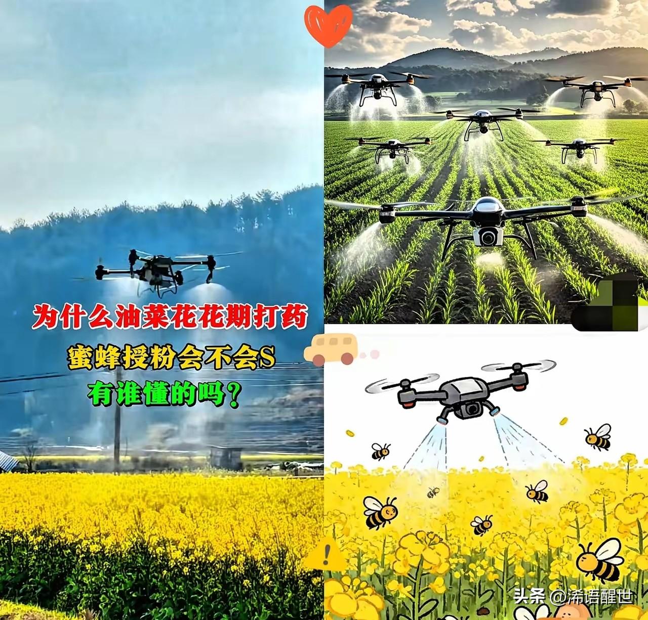 国家重拳出击绝不手软！油菜花盛开期违规喷洒农药的行为，这次将被严厉整治，相关人员