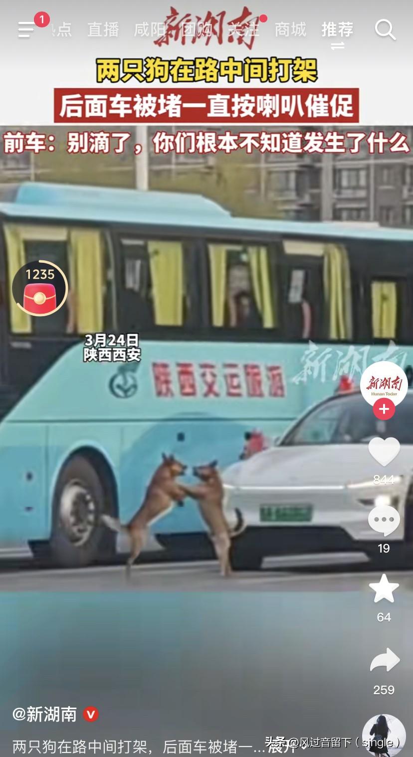 两只狗引发了交通堵塞！
3月24日，西安有两只狗在路中间打架，导致交通拥堵。最前