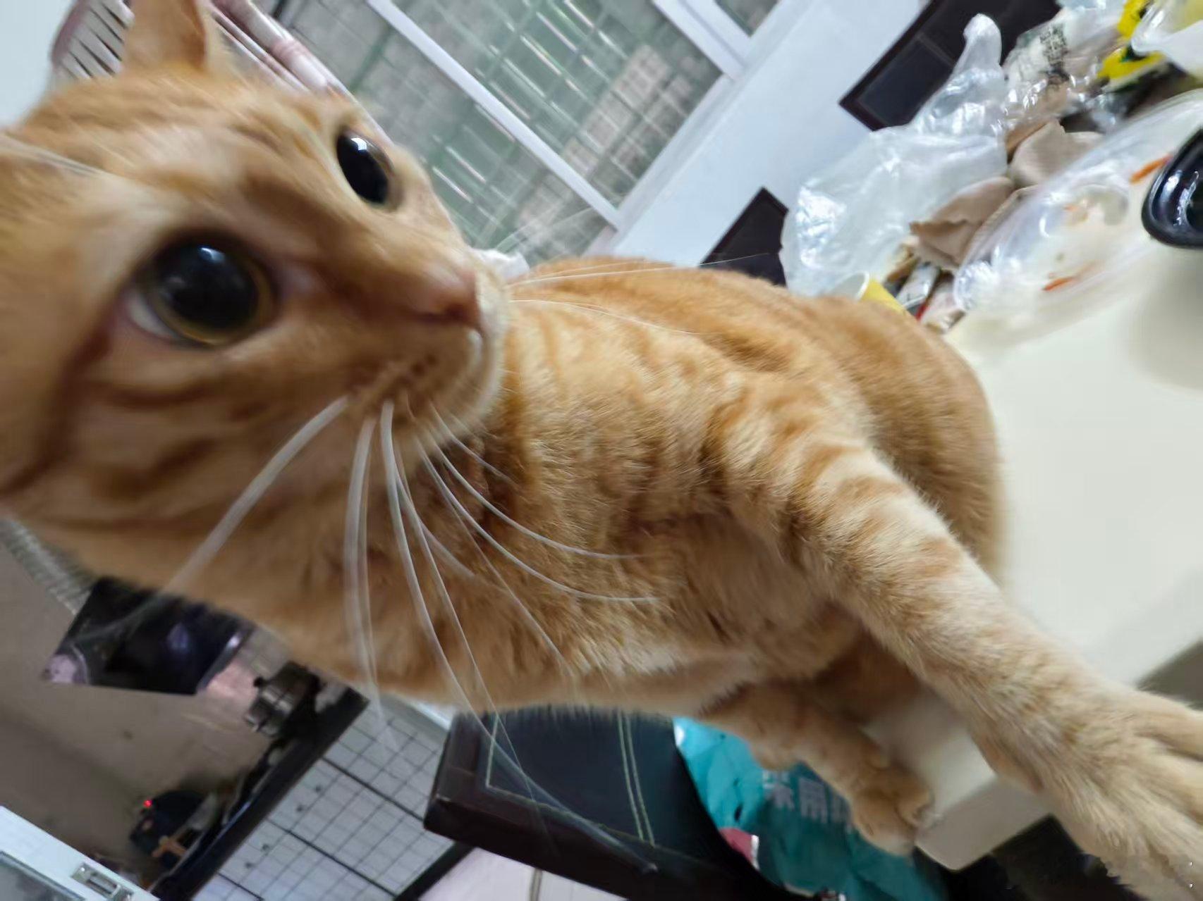 人一旦染上广角拍猫 ，手机存储空间就要完蛋辣