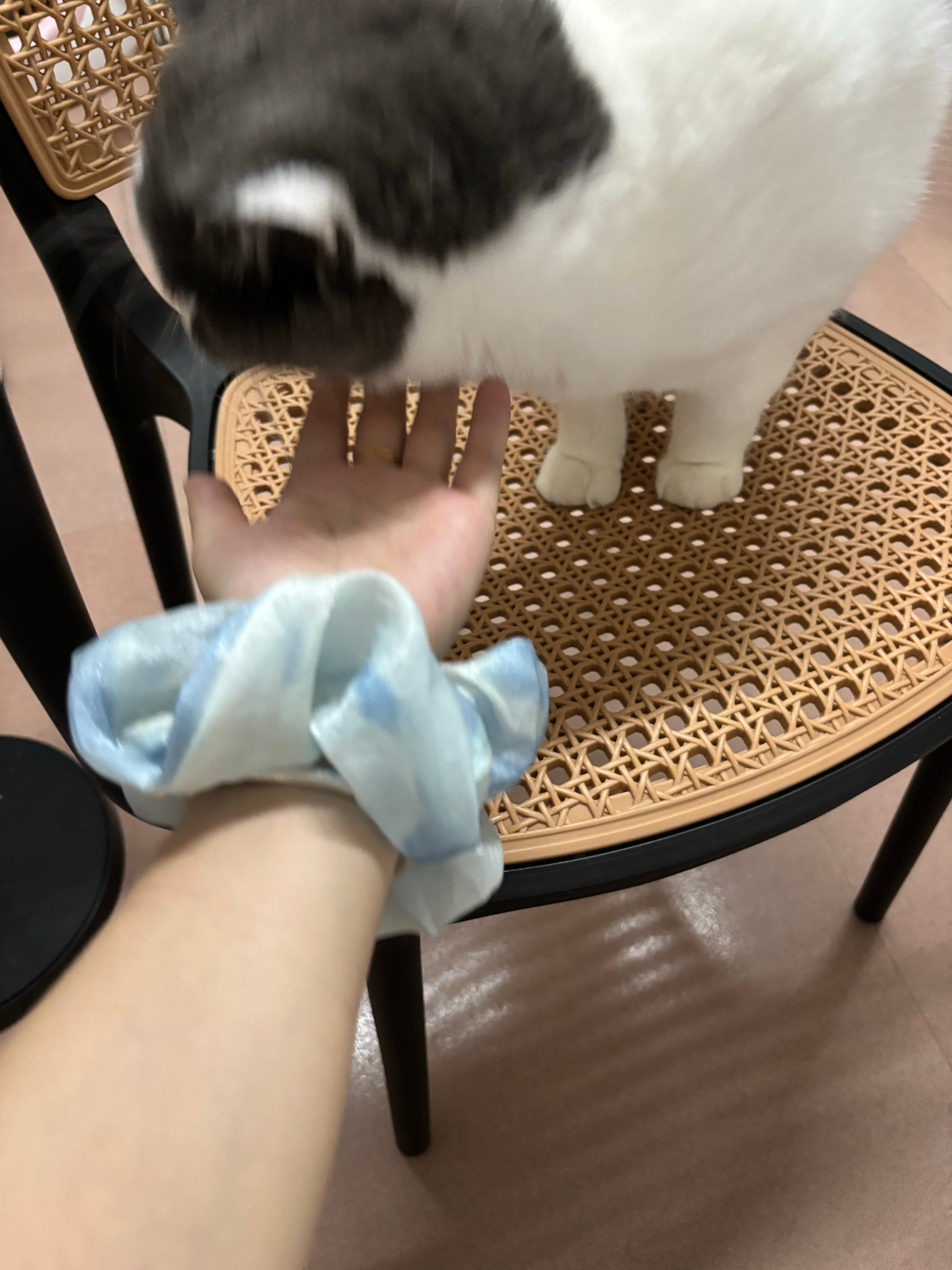 胆小无助且肥胖的猫咪  贴贴～ 
