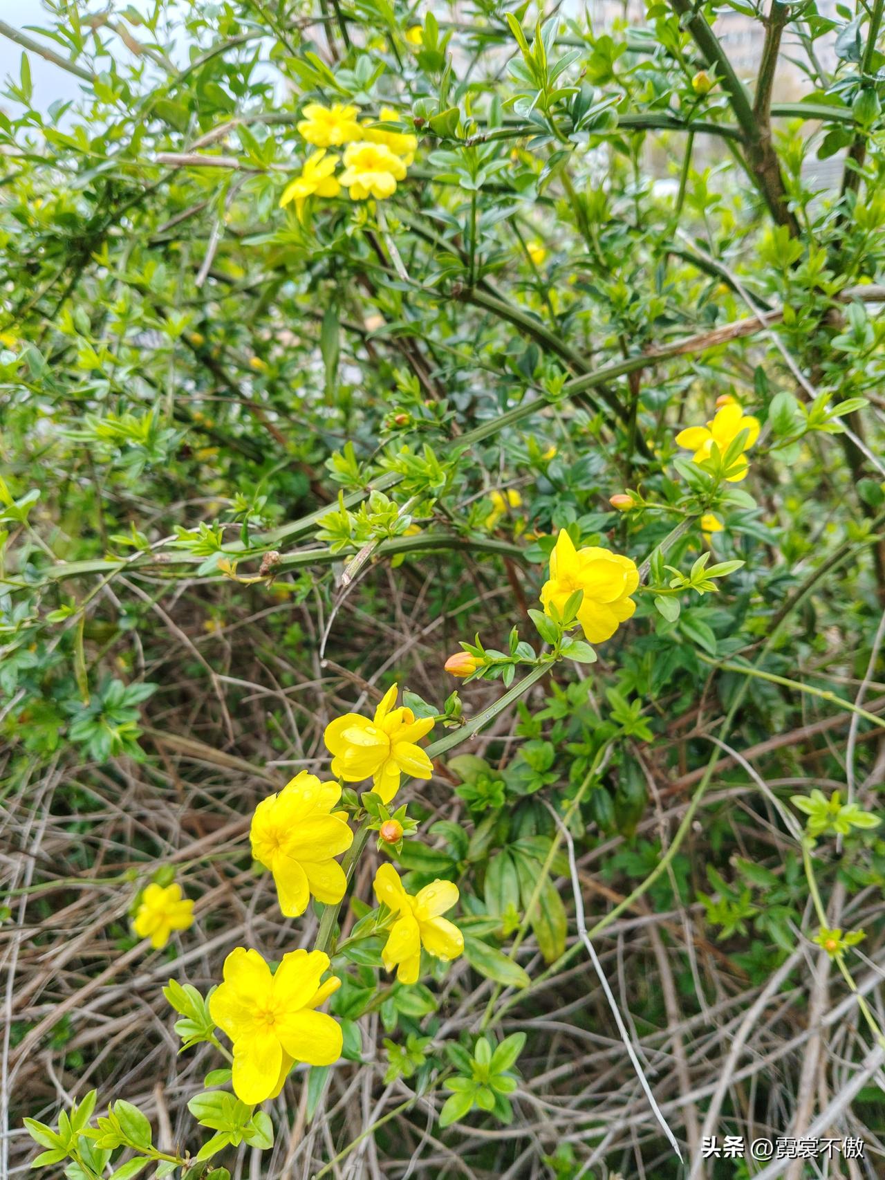 春日生活打卡季迎春花开得迟，稀稀拉拉只有几枝。