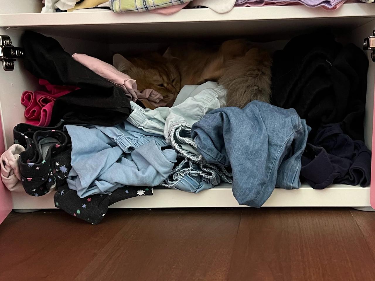错了还敢系列！不知道的还以为家里遭贼了！
#萌宠# #猫咪#