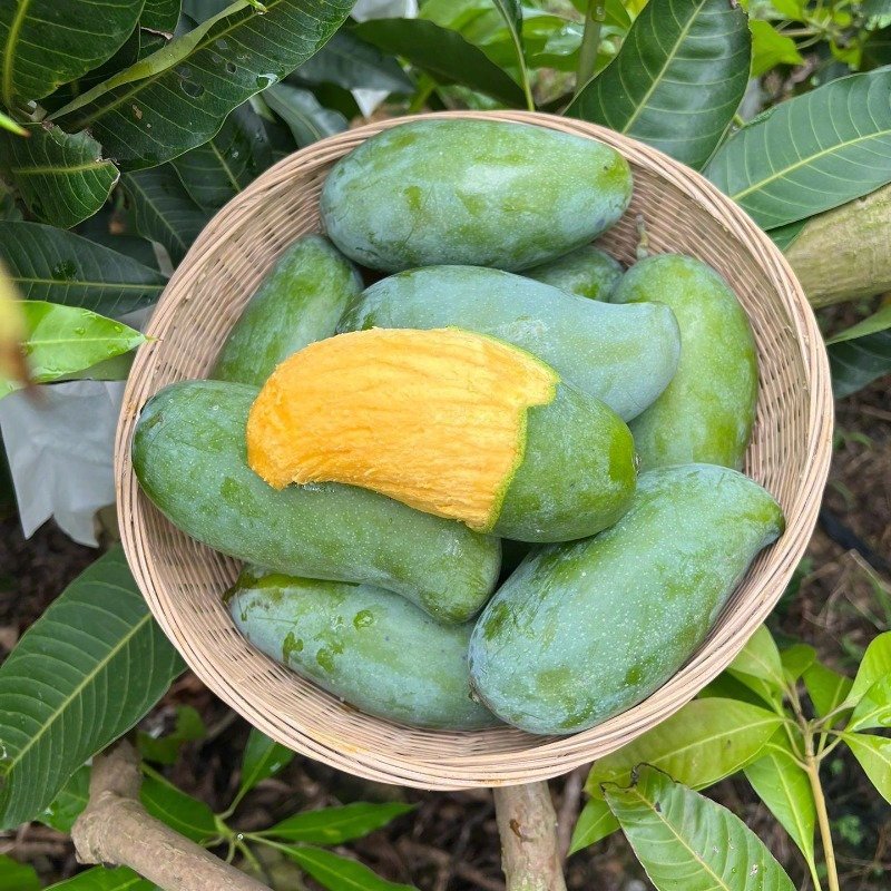 夏日限定，广西百色桂七芒熟了一口爆汁的清甜，错过又要等一年广西百色桂七芒，是懂行
