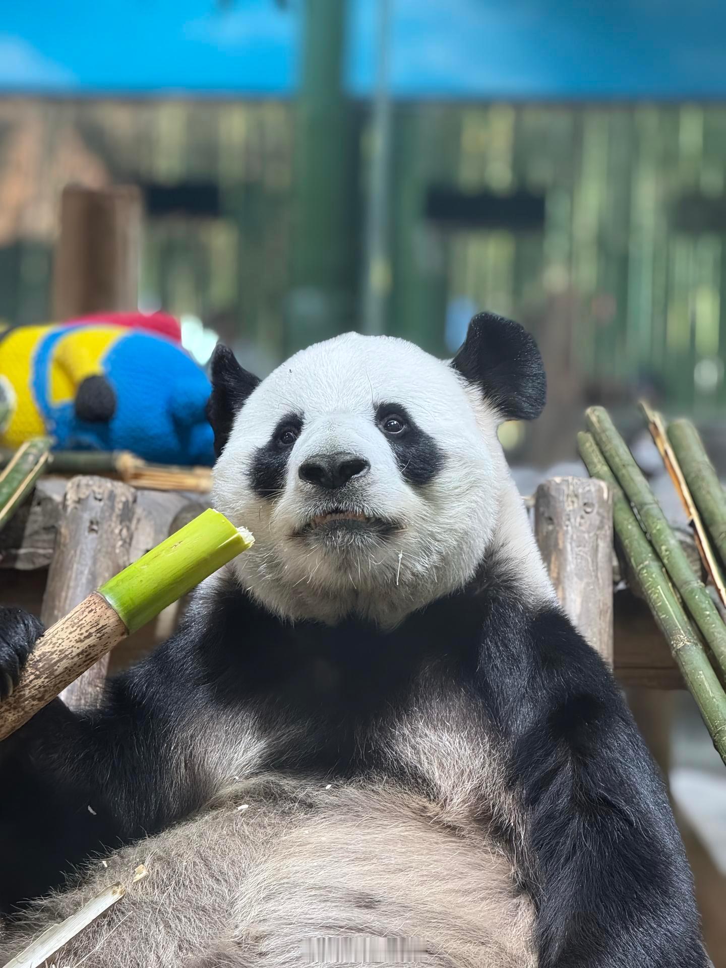 太可爱的迈甜甜 ​​​