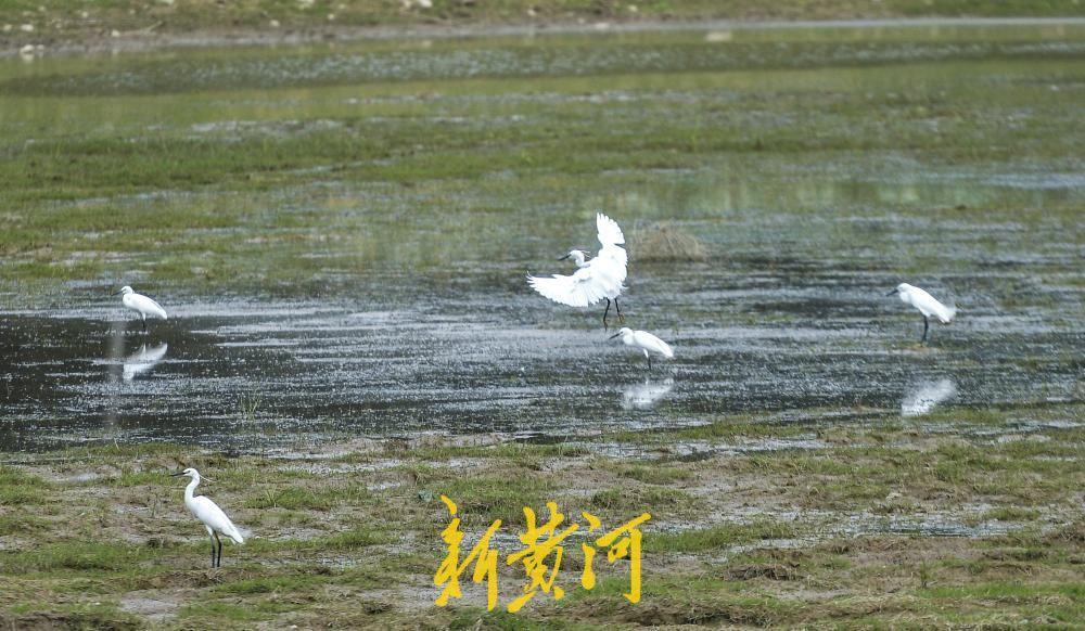 济南玉符河成“鹭鸟乐园”，约50只白鹭翩跹起舞！前几日的多场降雨，为济南玉符河带