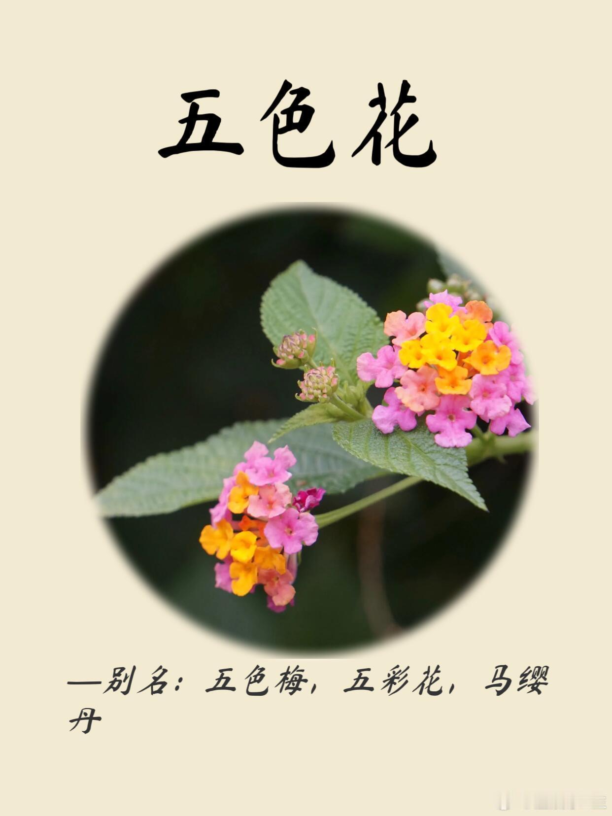 中医中药 🌿每日识一味中草药|五色花篇。🌿五色花·夏日养生小百科🌿（别名：