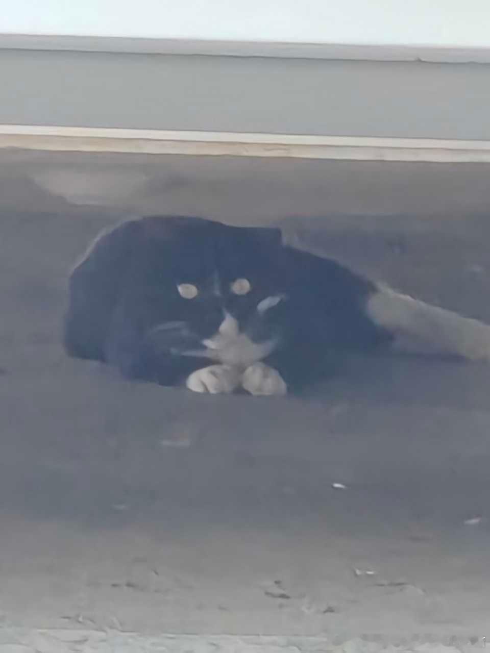 49173【丑猫】青蛙 