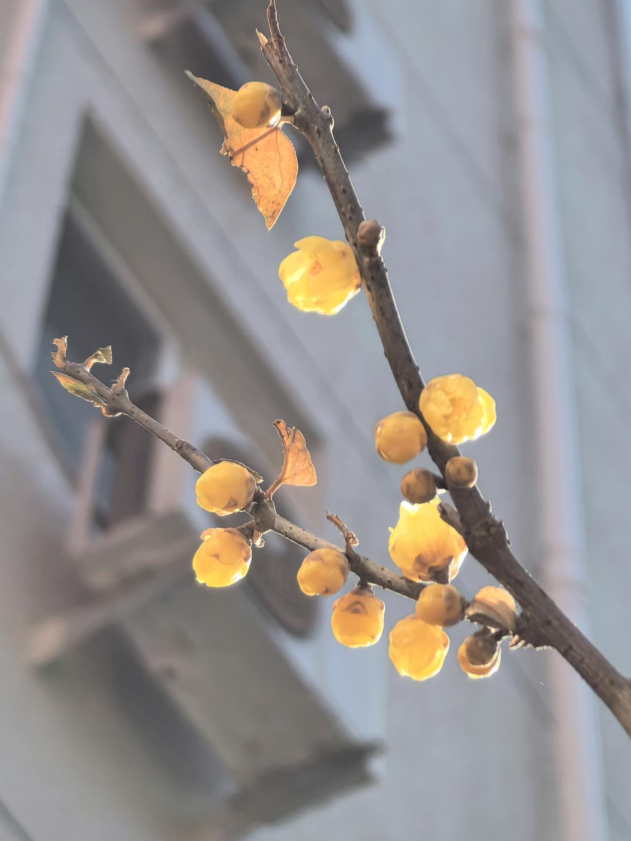 小院春花第一支