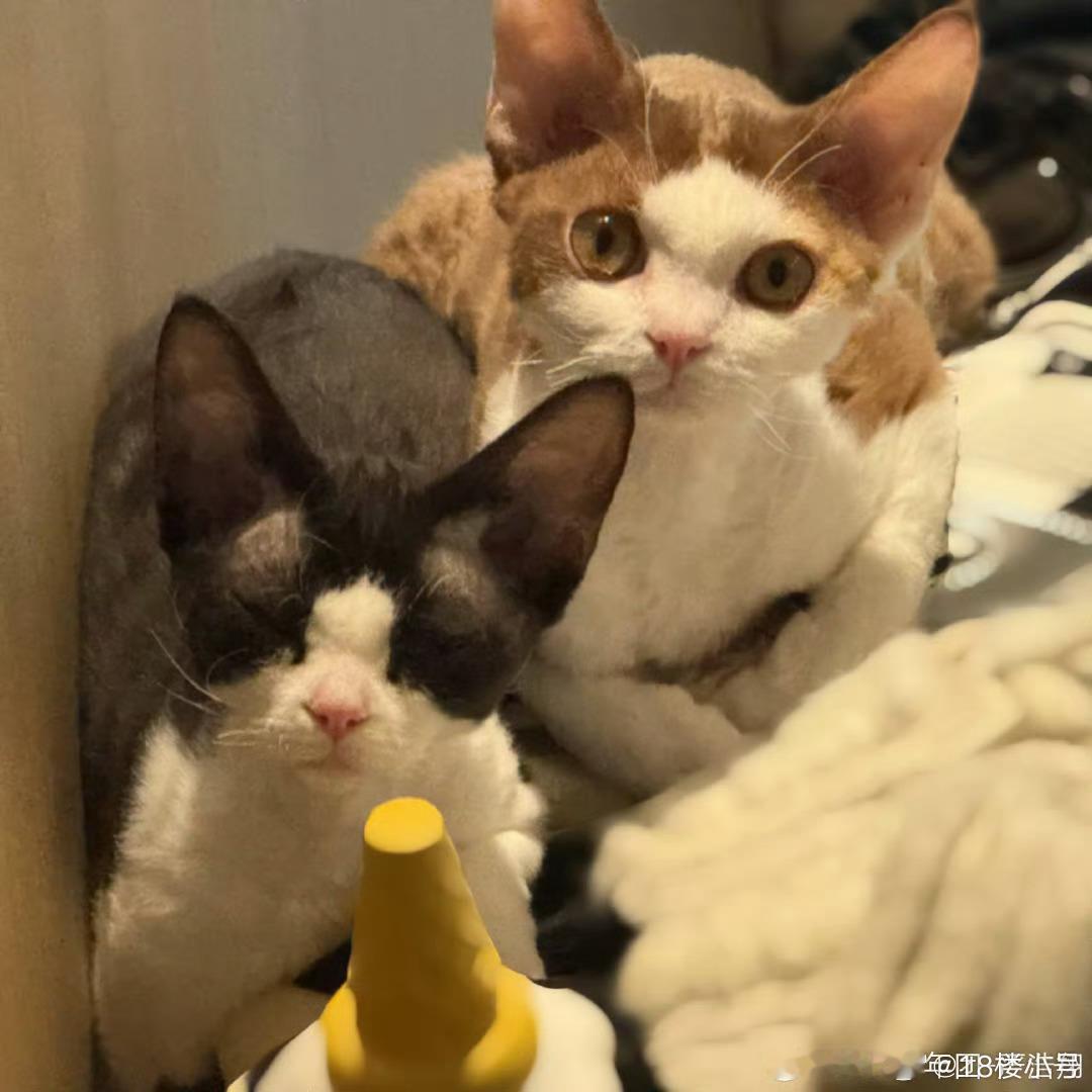 严浩翔养猫我最喜欢的德文卷毛严浩翔居然有两只[拜托] ​​​