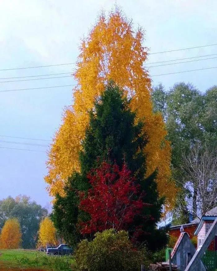 银杏树、雪松树、红叶碧桃树，分开栽，不好看，就一种颜色，不花俏。

如果把这三种