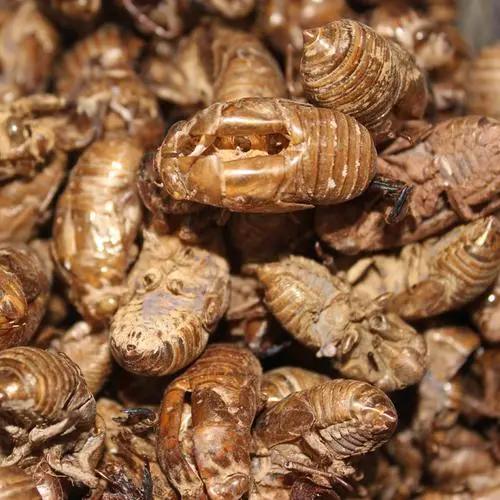 父亲说：荨麻疹是屎跑到了肠子里，排出去就好了！我从疑惑到佩服，到最后青出于蓝，以