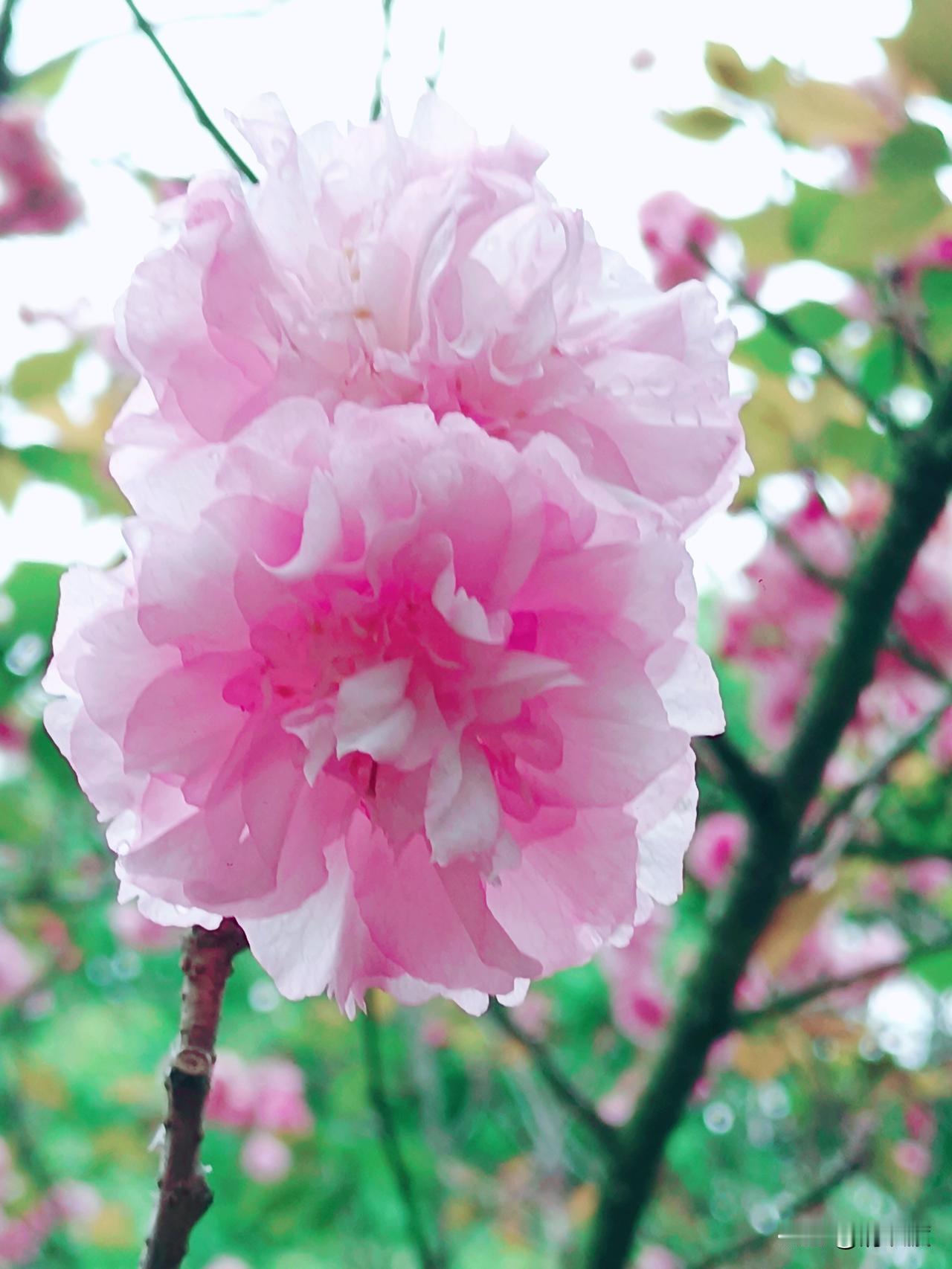 谁懂啊！终于把春天的浪漫，狠狠拿捏住啦！😎
 
昨天终于放晴，前几天大雨没赶上