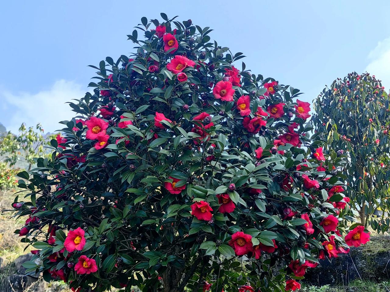 我的红花油茶大树远嫁他乡🌹🌹
​一个央企退休的老同志，为了买一株红花油茶树，
