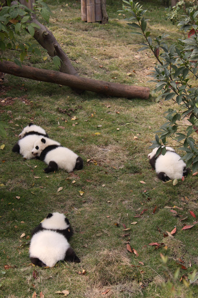 🐼zzZ 