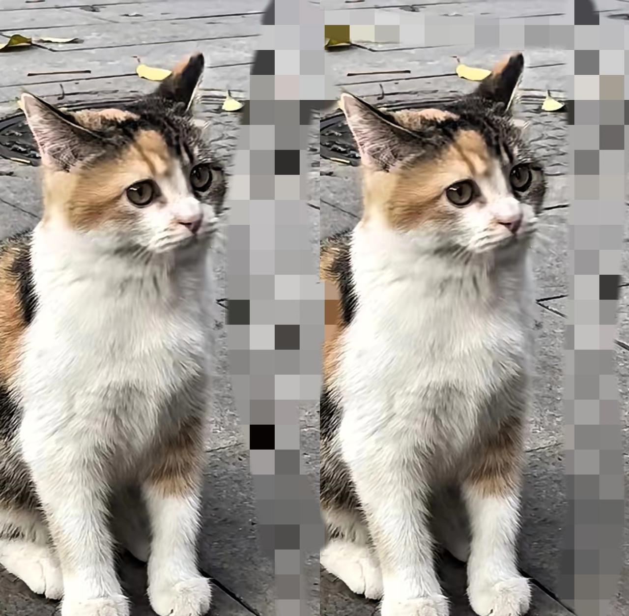 下班捡的小流浪，直接跟我进门了！老公却炸毛了
 
         谁懂啊！下班