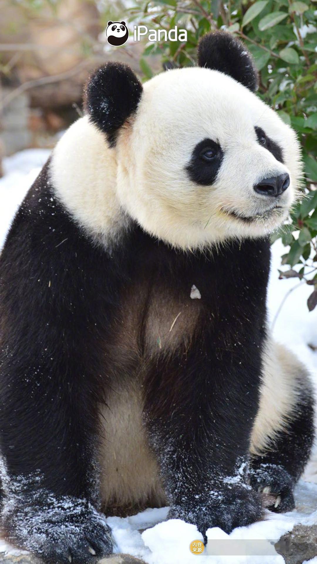 听说初雪和大熊猫更配哦～大熊猫雅吉 熊猫趣图（图片来源：Tiger大菲菲） 