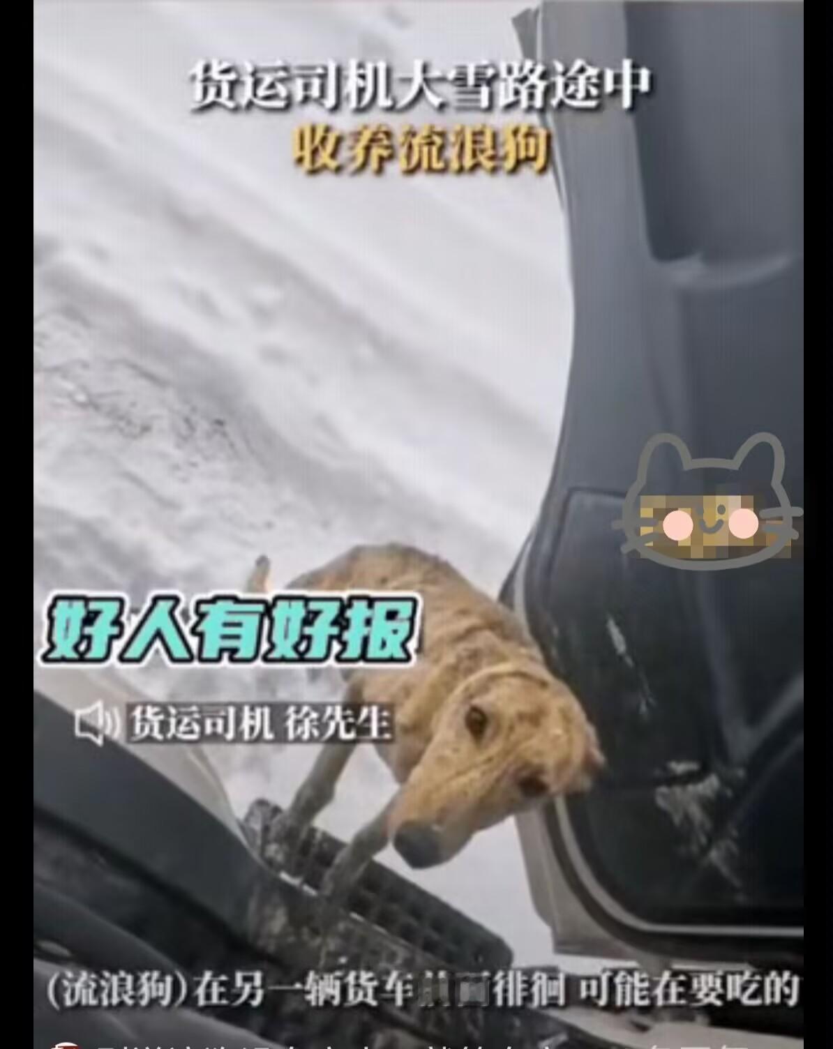 零下20℃的双向奔赴！货车司机救下皮包骨流浪狗从此漫漫征途多了个守护神
 
锡林