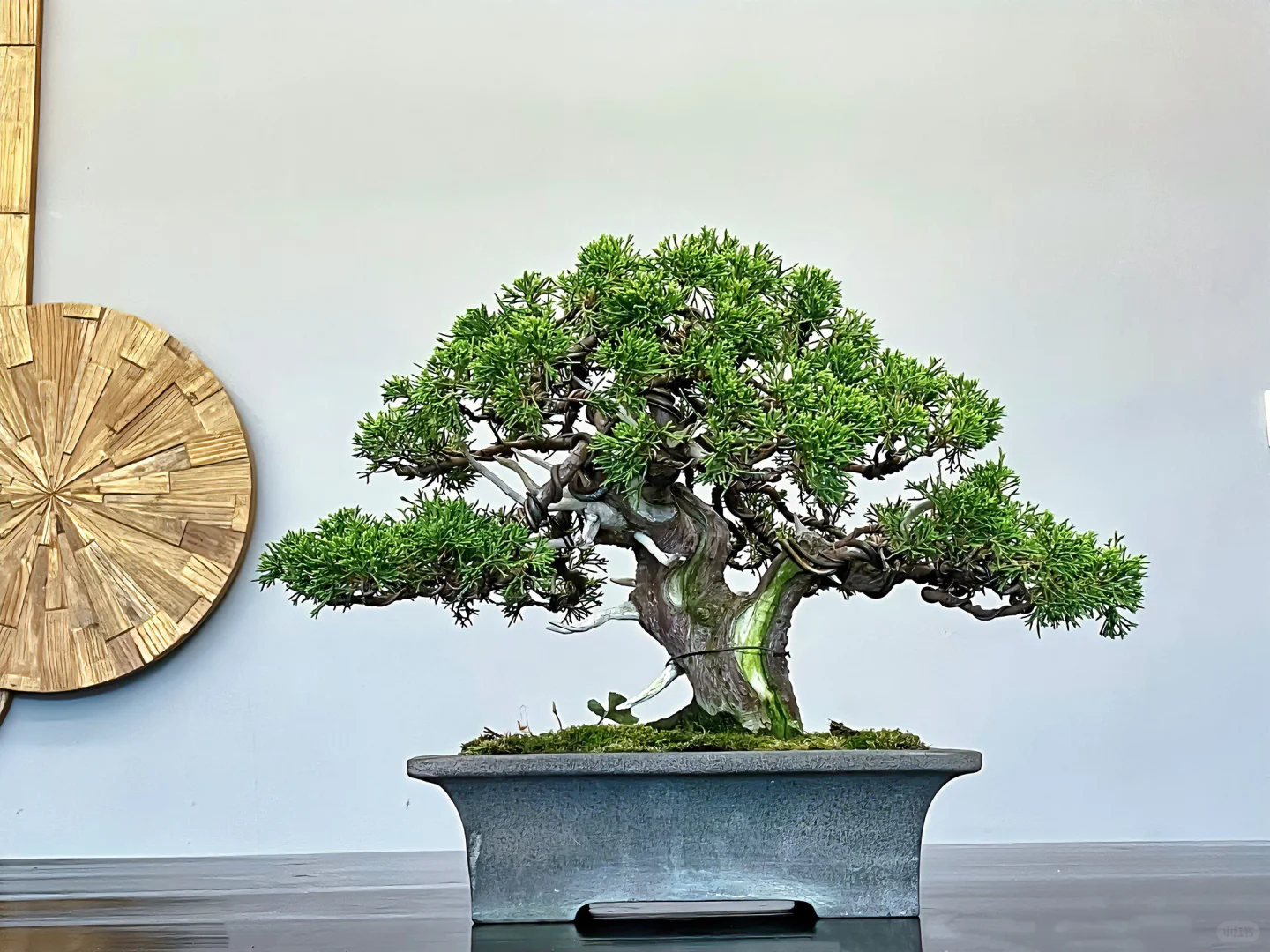 如果你也喜欢盆景，那我们就是朋友。