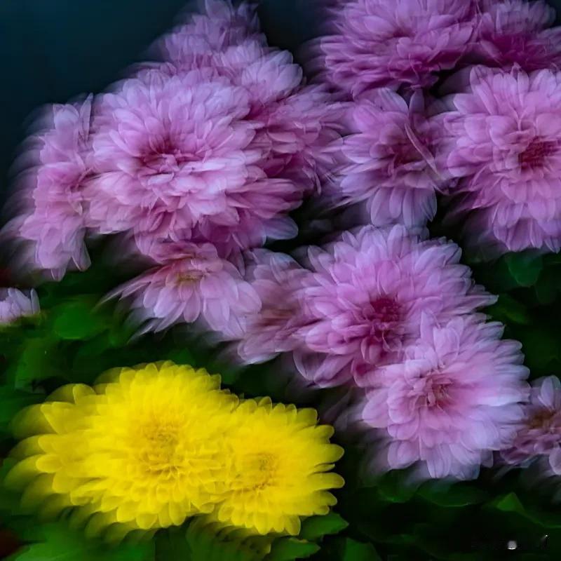 “百花齐放”的下一句是花开无声色艳彩