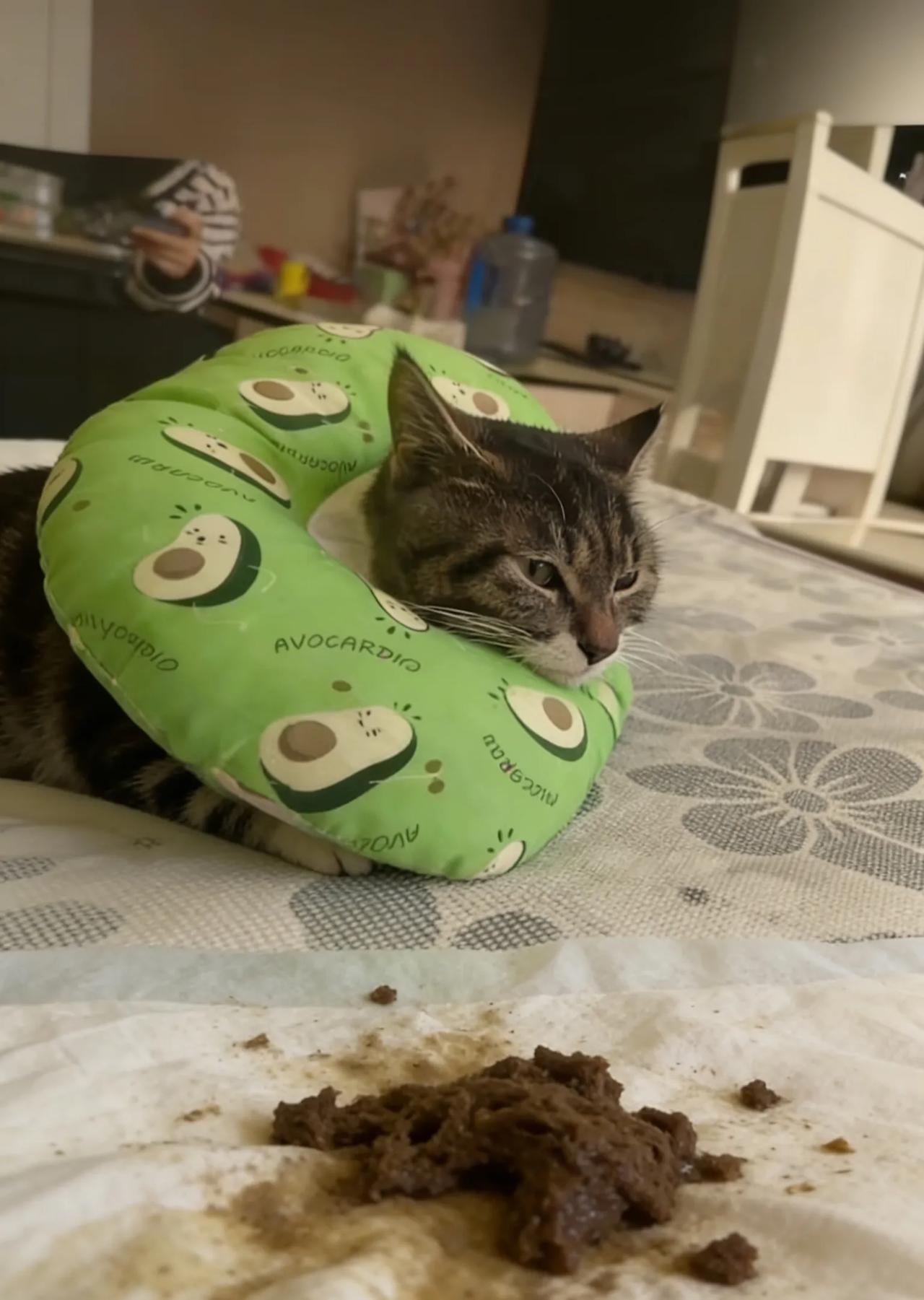 小猫守家26天，为何偏偏在主人床上拉满便便？
 2026年2月26日下午，新疆和